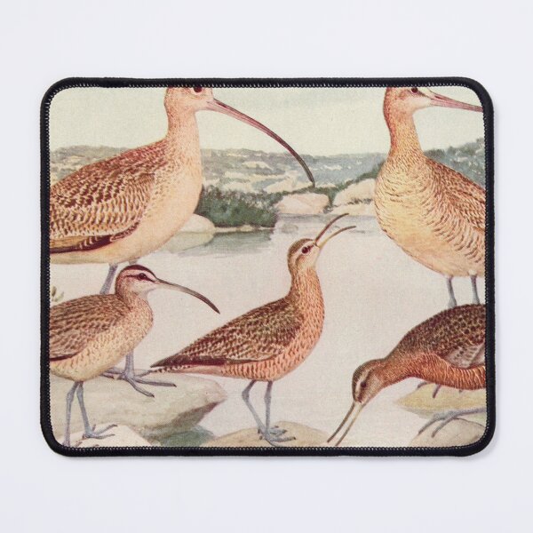 Item preview, Godwit Curlew birds illustration designed and sold by Vintage Designs +.