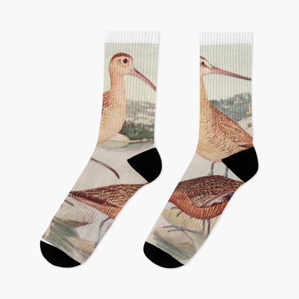 Item preview, Godwit Curlew birds illustration designed and sold by Vintage Designs +.