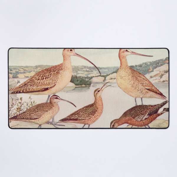 Item preview, Godwit Curlew birds illustration designed and sold by Vintage Designs +.