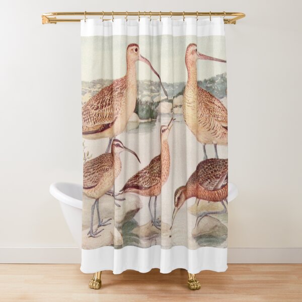 Item preview, Godwit Curlew birds illustration designed and sold by Vintage Designs +.