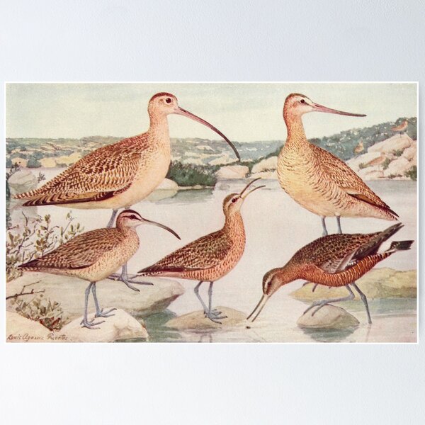 Item preview, Godwit Curlew birds illustration designed and sold by Vintage Designs +.