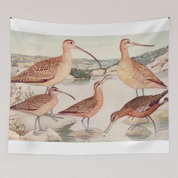 Item preview, Godwit Curlew birds illustration designed and sold by Vintage Designs +.