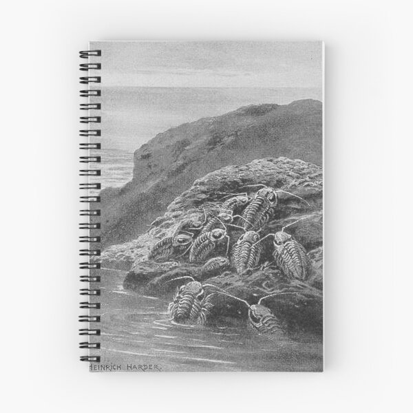 Item preview, Large extinct animal trilobites  designed and sold by Vintage Designs +.