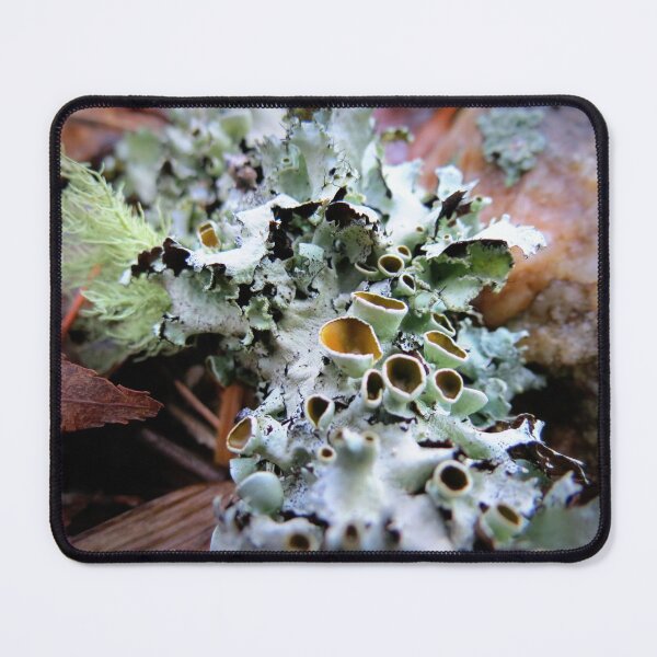Item preview, Stalked-cup Lichen designed and sold by Jean Gregory Evans.