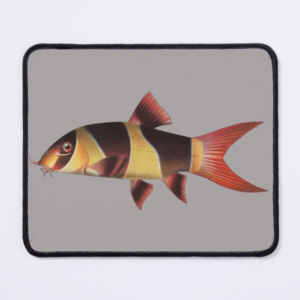 Item preview, Clown Loach Botia macracantha Aquarium Fish Aquarist Gift designed and sold by TheAplus.