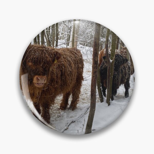 Artikelvorschau, Scottish Highland Cattle Calves in snow 2705 entworfen und verkauft von SaarelaHighland.