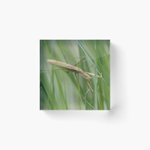 Item preview, Praying Mantis in the Grass designed and sold by LisaNaturePhoto.