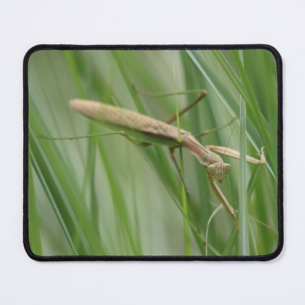 Item preview, Praying Mantis in the Grass designed and sold by LisaNaturePhoto.