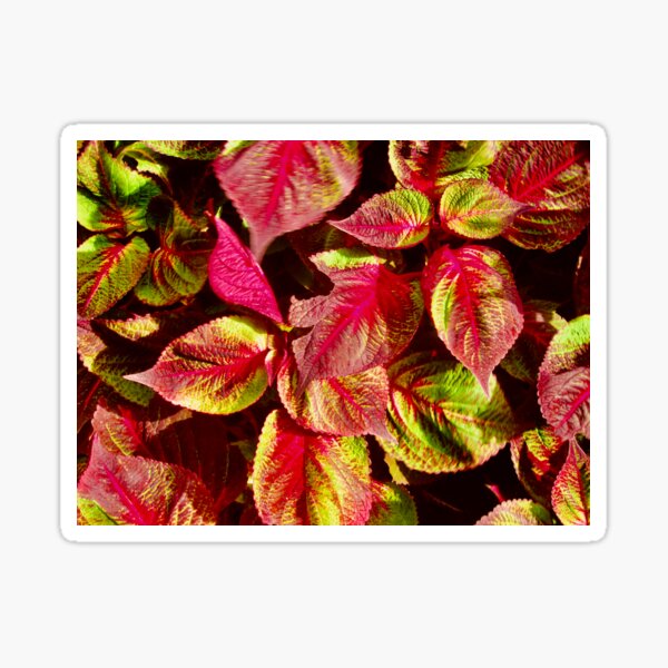 Item preview, Colourful Leaves designed and sold by Shulie1.