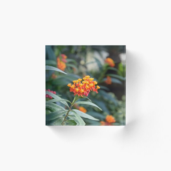 Aperçu de l'œuvre fleurs créée et vendue par Eliška Málková.