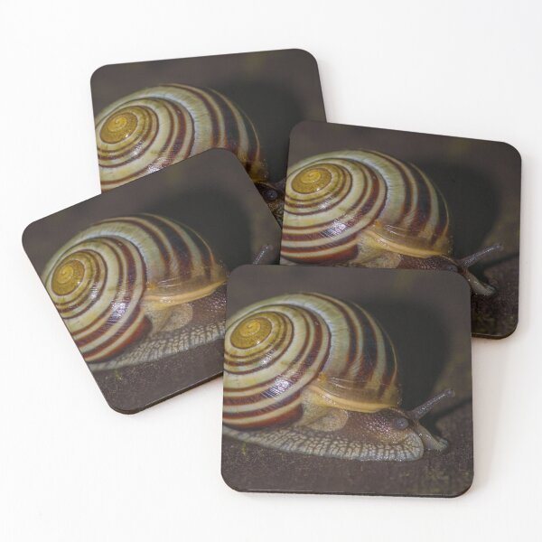 Item preview, Banded Mysterysnail designed and sold by Bill Spengler's Photographic Thoughts.