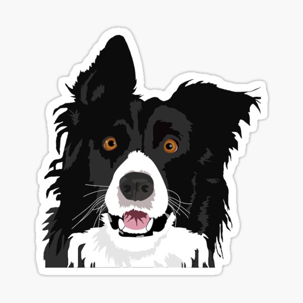  Big Grey Smart Affectionate Energetic Border Collie Cotton  Clothes Gifts, Border Collie T-Shirt : Clothing, Shoes & Jewelry