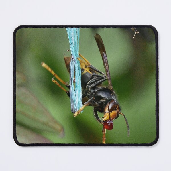 Item preview, r1010 / New Finition 2021- Un Frelon Gourmand partant… ! (c)(h) Olavia-Olao Okaio Créations designed and sold by o.okaïo.