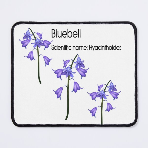 Item preview, Bluebell (Scientific name Hyacinthoides) designed and sold by longford.