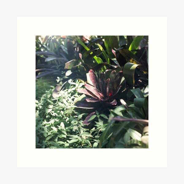 Balboa Park Botanical Building Art Print