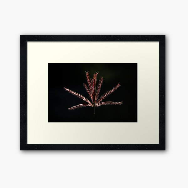 Item preview, Radiata designed and sold by Mario Morales Rubi.