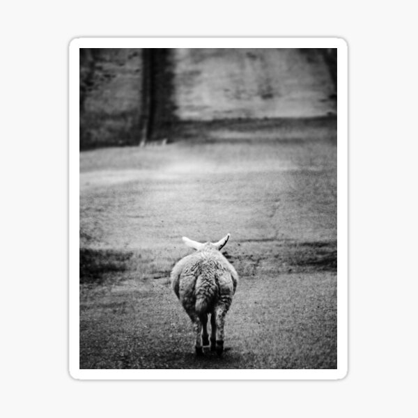 A Wee Sheep On The Road | NC500 Scottish Route 66 | ZOE DARGUE PHOTOGRAPHY | Glasgow Travel Photographer  Sticker