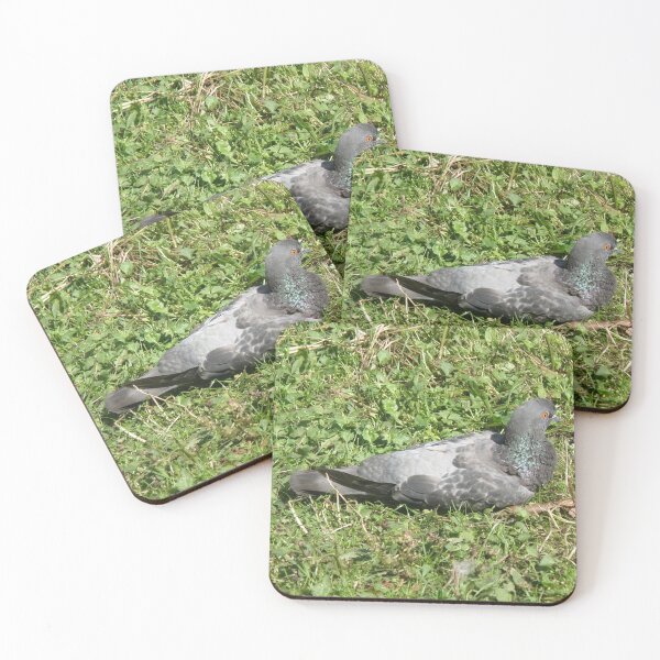 Item preview, Pigeon Resting in the Grass Photograph designed and sold by naturegallery.