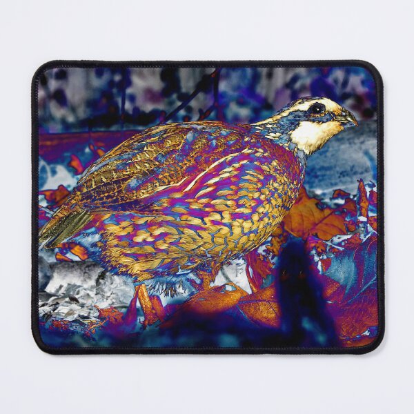 Item preview, 12. Glance Skyward designed and sold by Jean Gregory Evans.