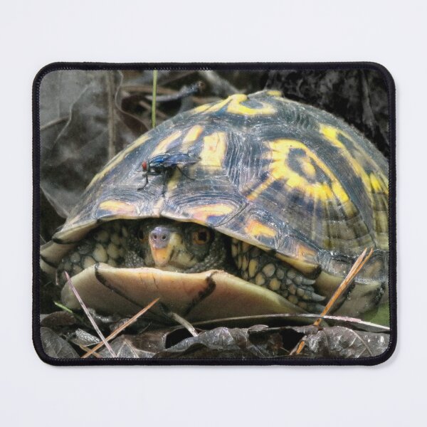 Item preview, "Will you flit a little faster?" said the turtle to the fly. designed and sold by Jean Gregory Evans.