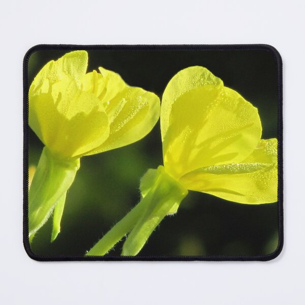 Item preview, Morning Dew On Evening Primrose designed and sold by Jean Gregory Evans.