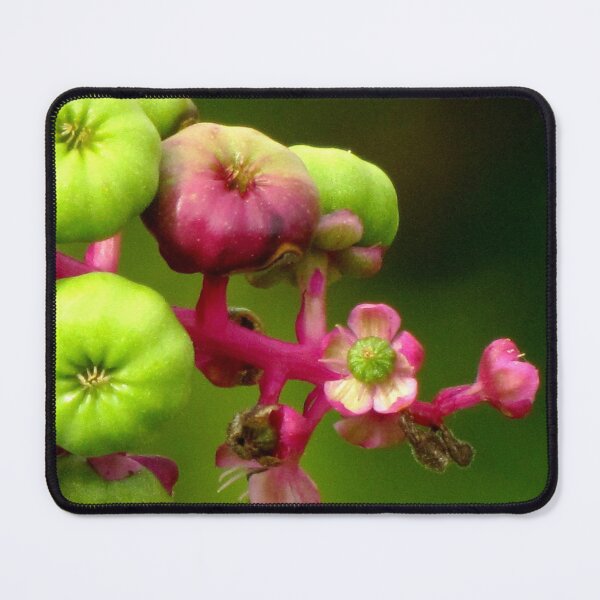Item preview, Poke Flower Changing To Berries designed and sold by Jean Gregory Evans.