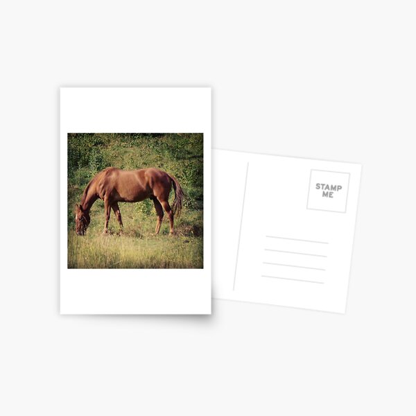 Aperçu de l'œuvre Quarter Horse créée et vendue par Danae1985.