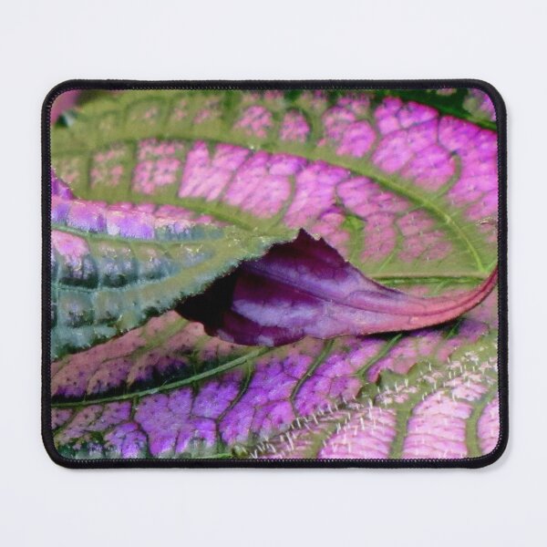Item preview, Curlicue designed and sold by Jean Gregory Evans.