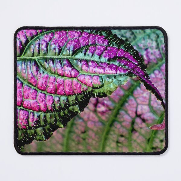 Item preview, An Iota designed and sold by Jean Gregory Evans.