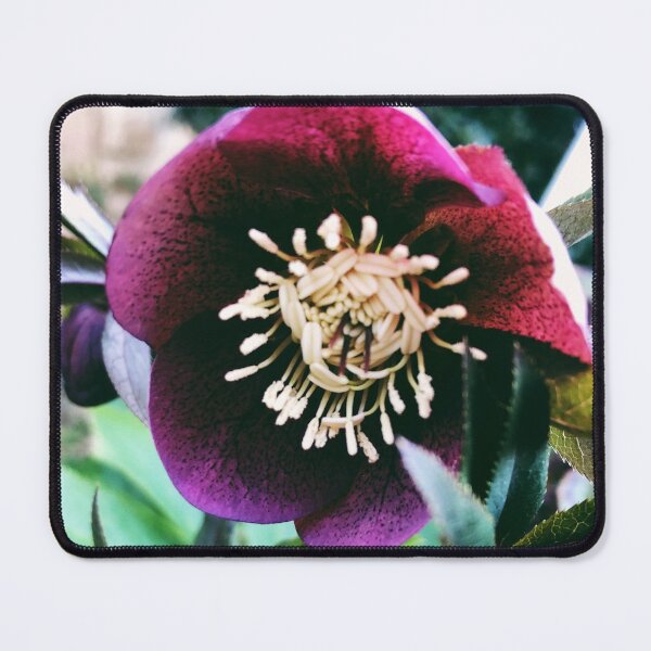 Item preview, Christmas Rose designed and sold by Wildwood Flower Photography Co. by Tamara Black.