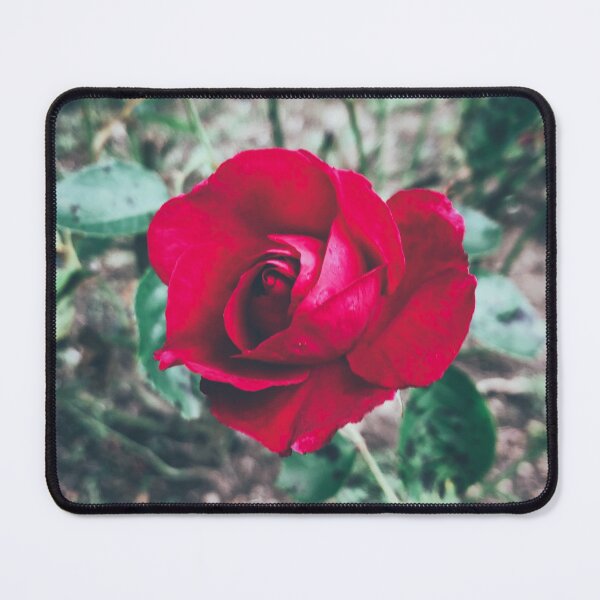 Item preview, Crimson Red Rose  designed and sold by Wildwood Flower Photography Co. by Tamara Black.