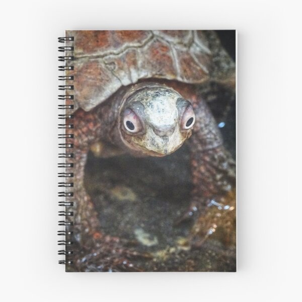 Item preview, Black-breasted Leaf Turtle designed and sold by Dead-Moroz.