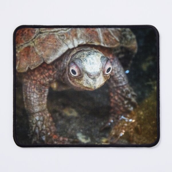 Item preview, Black-breasted Leaf Turtle designed and sold by Dead-Moroz.