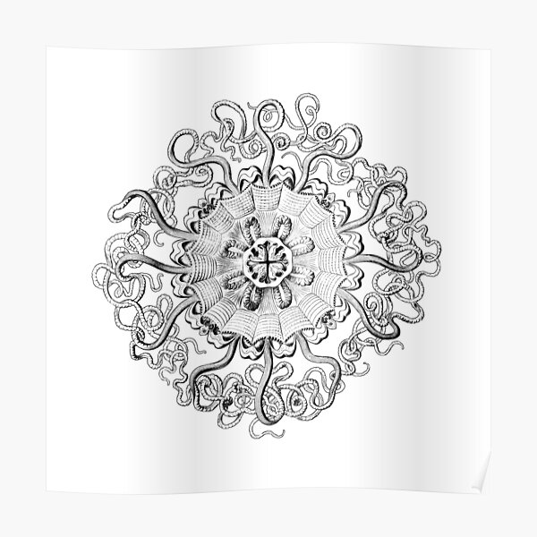 Micro-Nature - no 22- Intricate Black circle Poster