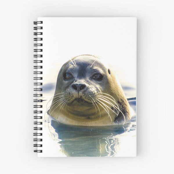 Item preview, Focused Seal designed and sold by Oliveirallan.