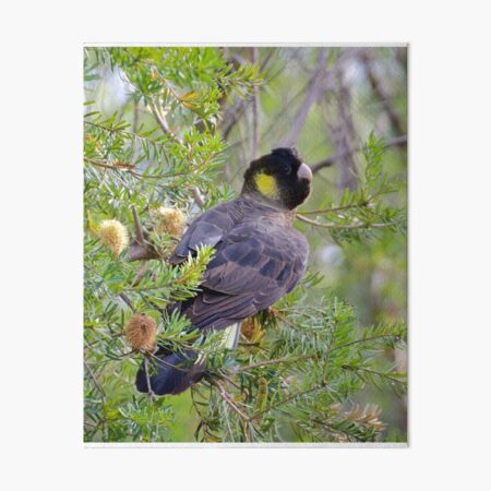 PARROT ~ Yellow-tailed Black Cockatoo GWLYTWU5 by David Irwin ~ WO Art Board Print