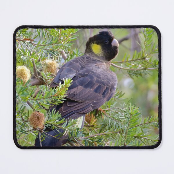 Item preview, PARROT ~ Yellow-tailed Black Cockatoo GWLYTWU5 by David Irwin ~ WO designed and sold by tasmanianartist.