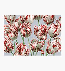 Tulipomania - The Semper Augustus Photographic Print