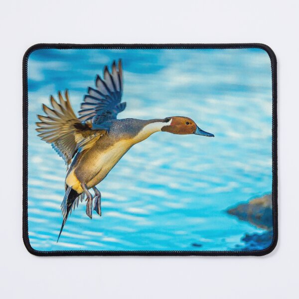 Item preview, Jumping Pintail Drake designed and sold by Dalyndigital Photography.