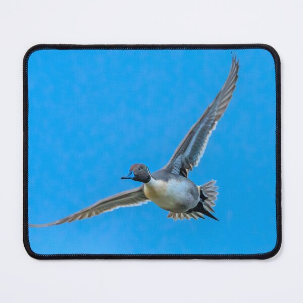 Item preview, Flight of the Pintail designed and sold by Dalyndigital Photography.