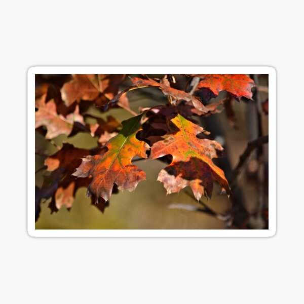 Item preview, The Autumn Oaks 2 designed and sold by LynyrdSky.