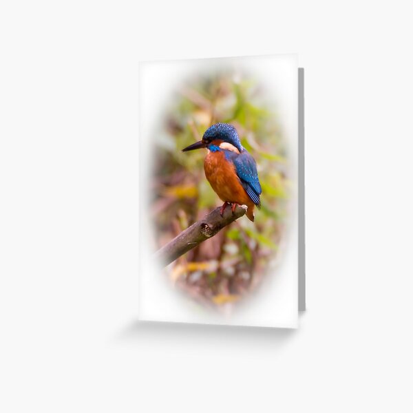 Eurasian Kingfisher Greeting Card