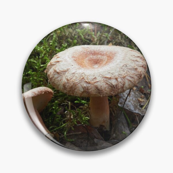 Artikelvorschau, Ein paar Woolly Milkcaps entworfen und verkauft von Jouko Lehto Photography.