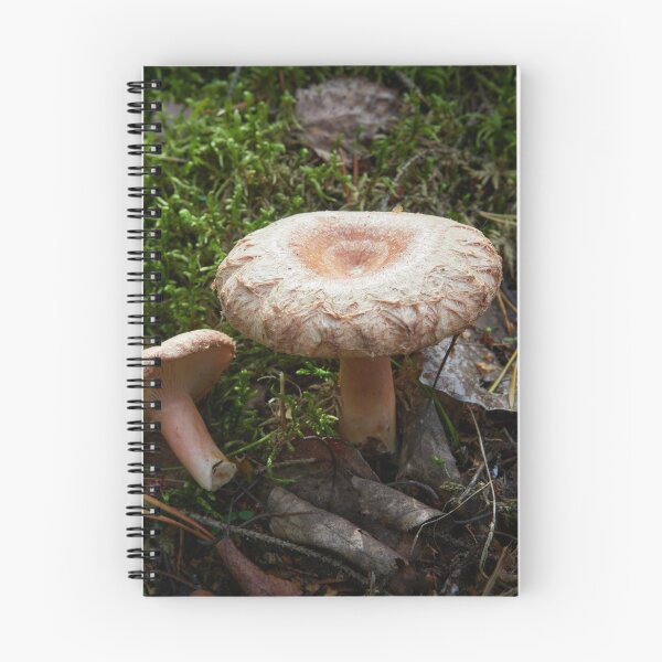 Item preview, A couple of Woolly milkcaps designed and sold by Jouko Lehto Photography.
