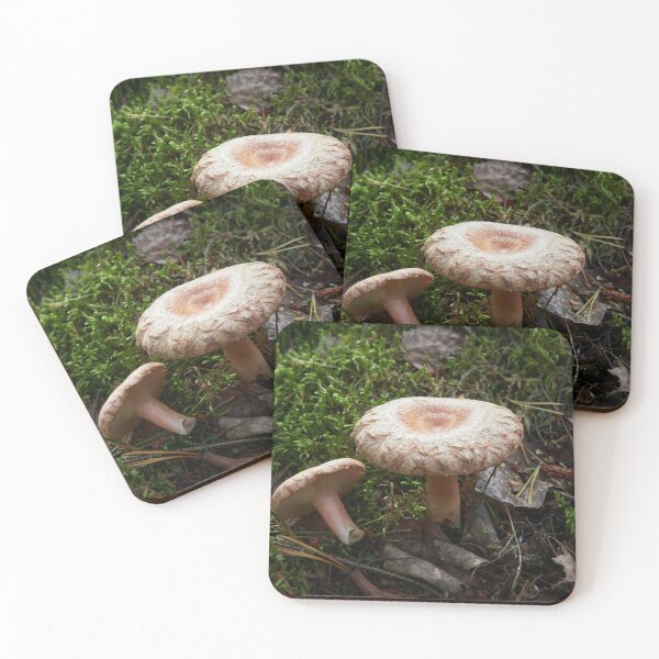 Item preview, A couple of Woolly milkcaps designed and sold by Jouko Lehto Photography.