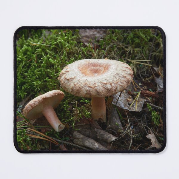 Item preview, A couple of Woolly milkcaps designed and sold by Jouko Lehto Photography.