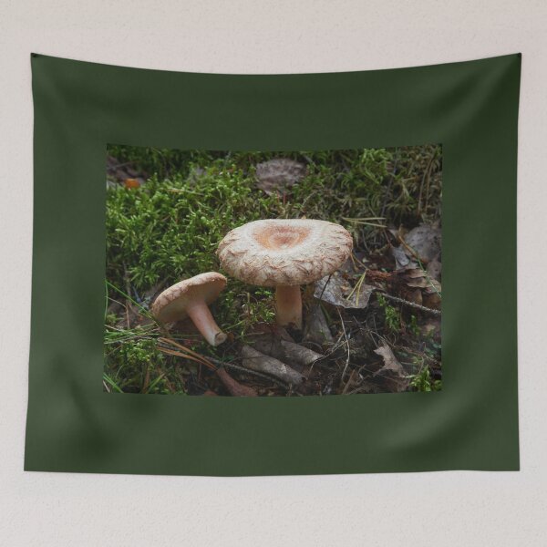 Item preview, A couple of Woolly milkcaps designed and sold by Jouko Lehto Photography.