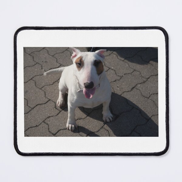 Item preview, Bull Terrier Greyhound Portrait - Staffordshire Bull Terrier Photo designed and sold by Zavola.