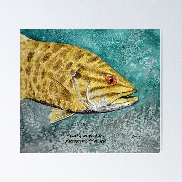 Large Mouth Bass Wall Art for Sale