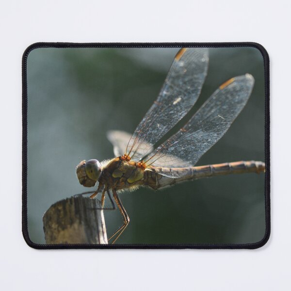 Item preview, Dragonfly in the urban garden designed and sold by wineandwords.